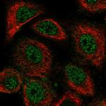 NeuN Antibody in Immunocytochemistry (ICC/IF)