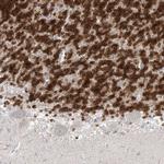 NeuN Antibody in Immunohistochemistry (Paraffin) (IHC (P))