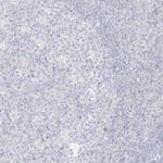 NeuN Antibody in Immunohistochemistry (Paraffin) (IHC (P))