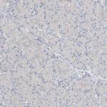 NeuN Antibody in Immunohistochemistry (IHC)