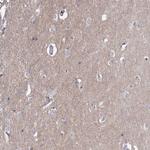 NCAM2 Antibody in Immunohistochemistry (Paraffin) (IHC (P))