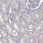 NCAM2 Antibody in Immunohistochemistry (Paraffin) (IHC (P))