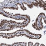 SARNP Antibody in Immunohistochemistry (IHC)