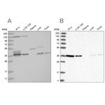 VTA1 Antibody in Western Blot (WB)