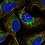 ATP5J Antibody in Immunocytochemistry (ICC/IF)