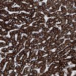 ATP5J Antibody in Immunohistochemistry (Paraffin) (IHC (P))