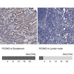 PCSK5 Antibody