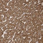 OFD1 Antibody in Immunohistochemistry (Paraffin) (IHC (P))