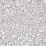 OFD1 Antibody in Immunohistochemistry (Paraffin) (IHC (P))