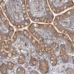 OFD1 Antibody in Immunohistochemistry (Paraffin) (IHC (P))