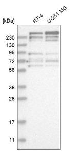 FRYL Antibody in Western Blot (WB)