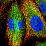 FRYL Antibody in Immunocytochemistry (ICC/IF)