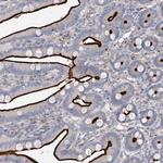 FRYL Antibody in Immunohistochemistry (Paraffin) (IHC (P))