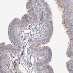 FRYL Antibody in Immunohistochemistry (Paraffin) (IHC (P))