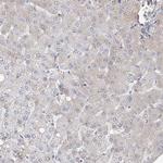 FRYL Antibody in Immunohistochemistry (Paraffin) (IHC (P))