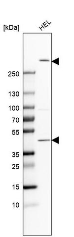 FRYL Antibody in Western Blot (WB)