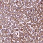 KMO Antibody in Immunohistochemistry (IHC)