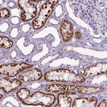 KMO Antibody in Immunohistochemistry (IHC)