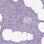 KMO Antibody in Immunohistochemistry (IHC)