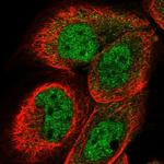 WDR23 Antibody in Immunocytochemistry (ICC/IF)