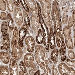 WDR23 Antibody in Immunohistochemistry (Paraffin) (IHC (P))