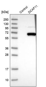 WDR23 Antibody in Western Blot (WB)