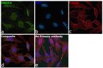 DNAJC6 Antibody in Immunocytochemistry (ICC/IF)