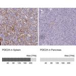 PDE2A Antibody in Immunohistochemistry (IHC)