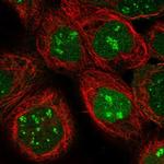 PPCS Antibody in Immunocytochemistry (ICC/IF)