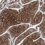 PPCS Antibody in Immunohistochemistry (Paraffin) (IHC (P))