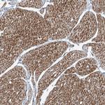 PPCS Antibody in Immunohistochemistry (Paraffin) (IHC (P))