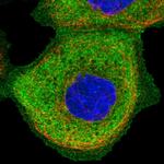 SNX9 Antibody in Immunocytochemistry (ICC/IF)