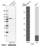 SNX9 Antibody