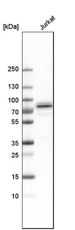 Themis Antibody in Western Blot (WB)