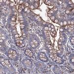 EphA8 Antibody in Immunohistochemistry (Paraffin) (IHC (P))