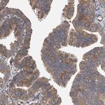 EXOC4 Antibody in Immunohistochemistry (Paraffin) (IHC (P))