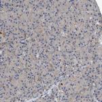 EXOC4 Antibody in Immunohistochemistry (Paraffin) (IHC (P))