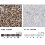 HLA-E Antibody