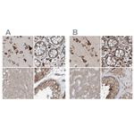 XTP3B Antibody in Immunohistochemistry (IHC)