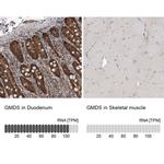 GMDS Antibody