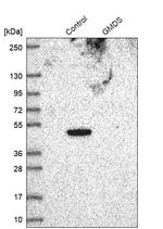 GMDS Antibody in Western Blot (WB)