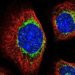 MTX2 Antibody in Immunocytochemistry (ICC/IF)