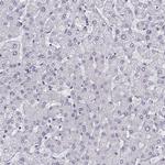 BEND6 Antibody in Immunohistochemistry (Paraffin) (IHC (P))