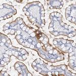 MUC17 Antibody in Immunohistochemistry (IHC)