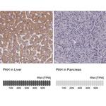 PAH Antibody in Immunohistochemistry (IHC)