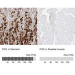 PGC Antibody in Immunohistochemistry (IHC)