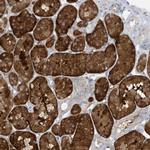 ATP13A5 Antibody in Immunohistochemistry (Paraffin) (IHC (P))