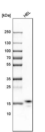 RPS25 Antibody in Western Blot (WB)