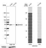 ZDHHC9 Antibody in Western Blot (WB)