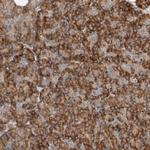 SNAP29 Antibody in Immunohistochemistry (Paraffin) (IHC (P))